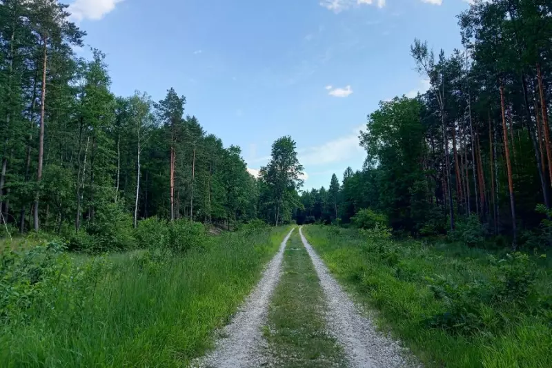 zdjęcie wyróżniające Zielony Śląsk. Katowice w krajowej czołówce pod względem zalesienia